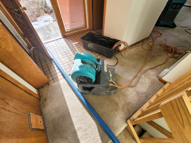 Best Water damage contractors near me  in Branson, MO
